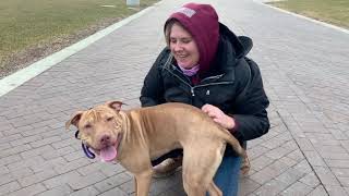 Best Dog Training Toledo, Ohio! 1 Yr Old Pit/Shar Pei Mix Deshi!