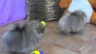 Шпиц миниатюрный, щенки Шпиц миниатюрный, щенки