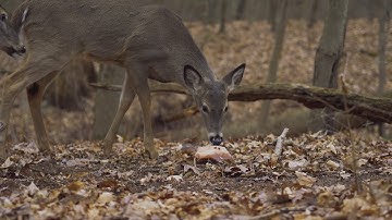 Young Buck Panasonic GH5 4k 24p Twixtor Slow Motion HDR