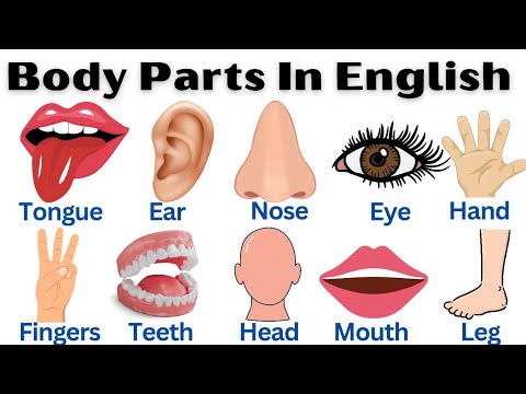 Human Body Parts in English | Parts of the Body with Pictures | Anatomy ...