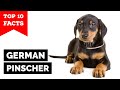 German Pinscher - Top 10 Facts の動画、YouTube動画。