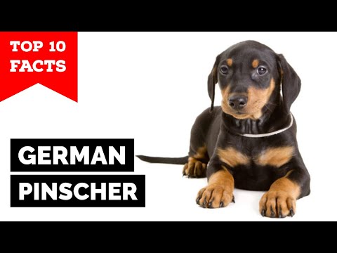 dogs 101 miniature pinscher