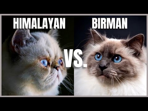 Video: Birman Cat Raca Hipoallergjike, Shëndetit Dhe Jetës