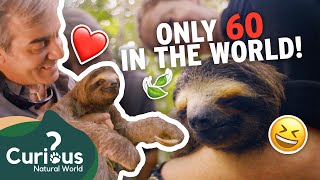 CHANGING The Status Of The Sloth! 🦥 | 1000 Days For The Planet | Curious?: Natural World