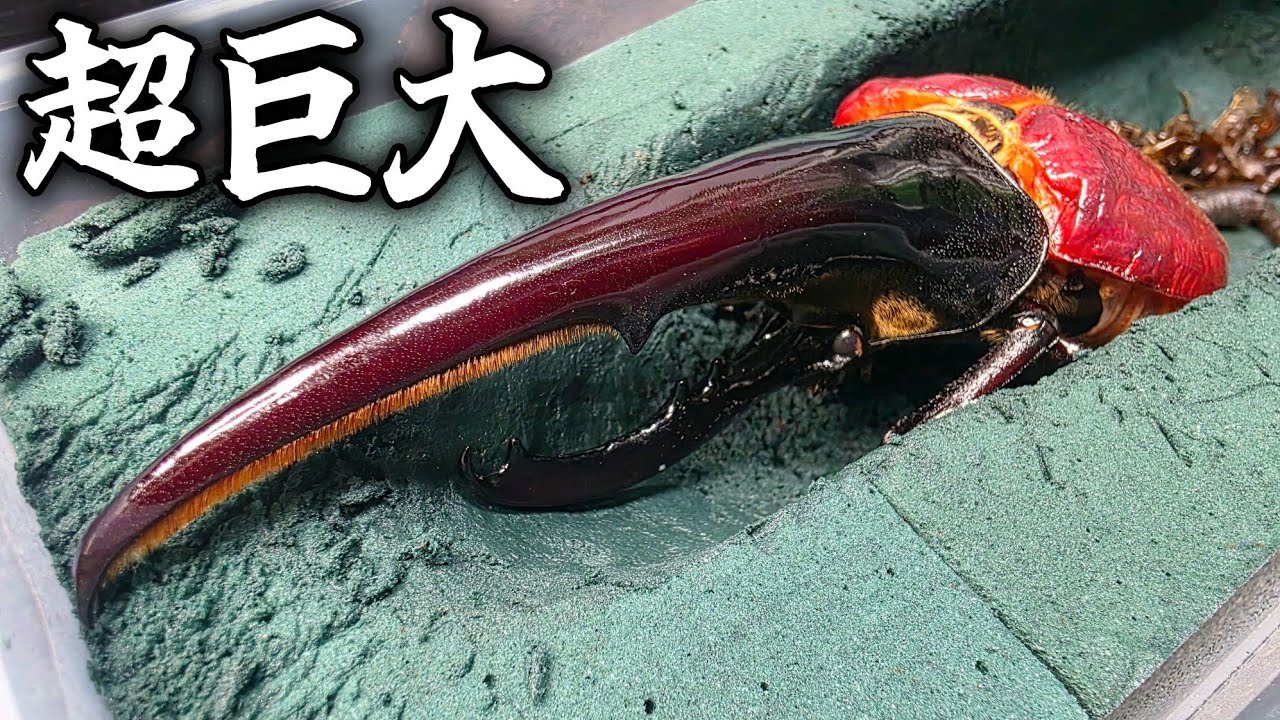 A Hercules beetle of a size I haven't seen in the past 15 years