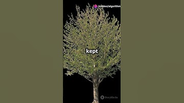 AVL Trees Explained in Under 1 Minute! | Self-Balancing Trees for Fast Searches