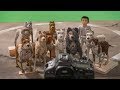 The making of  'Isle of Dogs'