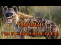FISI MKUBWA WAMAAJABU AGOMA KUTOKA ZIZINI AZUA TAHARUKI AUWAWA NA FISI MKUBWA WAMAAJABU AGOMA KUTOKA ZIZINI AZUA TAHARUKI AUWAWA NA