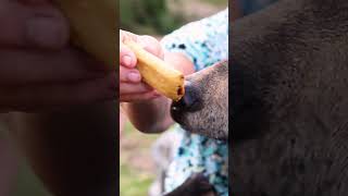 Are these guys the real life Winnie the Pooh?! #ytshorts #bear #animals #pets #honey #bears