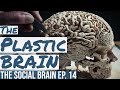 Rewire your brain how neuroplasticity can transform your life the social brain ep 14