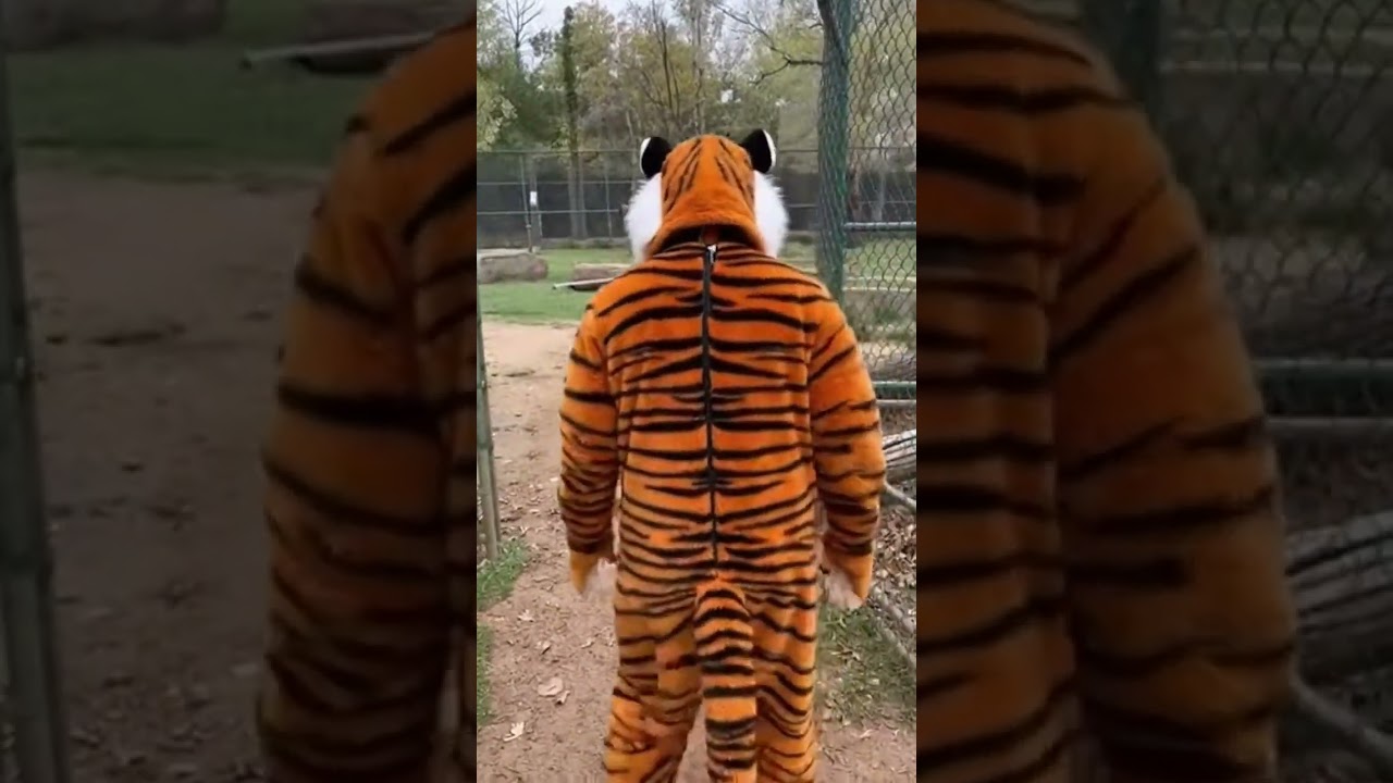 Will the Tigers Accept Him? 🐅 | A Tiger Costume in a Zoo Enclosure 