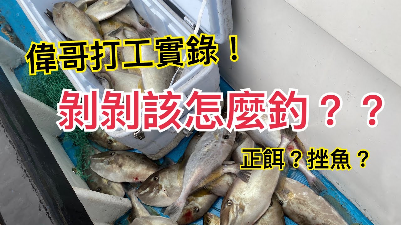 「船釣日常系列」EP.41~偉哥打工實錄!剝剝該怎麼釣~正餌?挫魚?(無關對錯、職業釣法分享)ft.海之星寶哥、郎哥