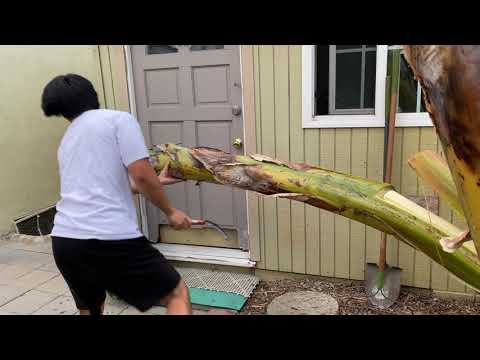 Video: Basjoo Banana Care: Kuinka kasvattaa japanilaista kestävää banaania