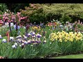 Iris Gardens and Companion Plants