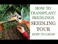 How to Transplant Seedlings | Seedling Tour | How to Grow