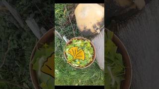 Ginkgo biloba #permaculture  #сад