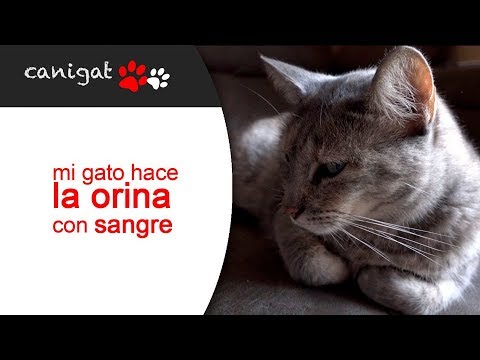 Video: Tratamientos De Sangre En La Orina - Gatos