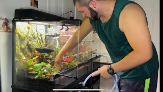 Green Tree Frog Bioactive Tank Cleaning