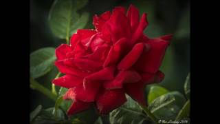 The Temptations - Lady Soul