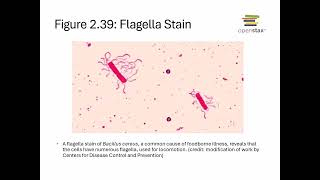 Openstax Micro Ch. 2 Video Part04b - Section 2.4