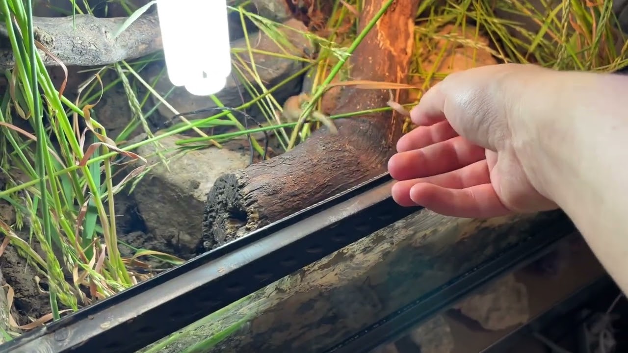 Releasing of ocellated skink (Chalcides ocellatus) in his new viv