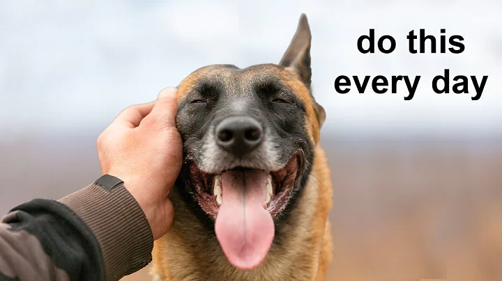 12 Scientific Ways To Get Your Dog To Love You The Most - DayDayNews