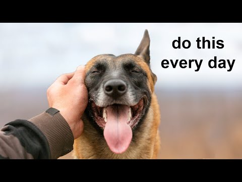 Videó: Az alapok a kutya testbeszédéről
