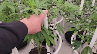 Nakedfarmer420 and the new flower room