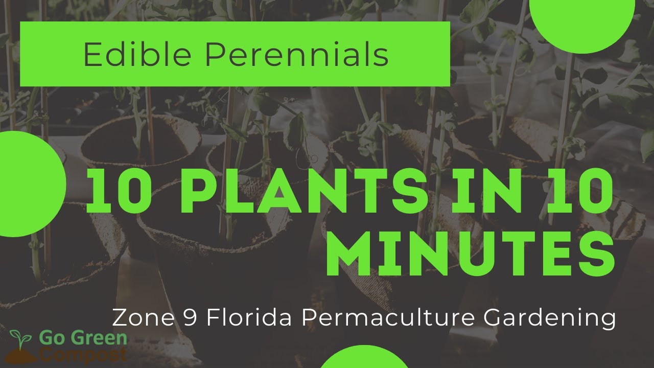 10 Perennial Edible Plants In My Zone 9 Florida Suburban Yard In