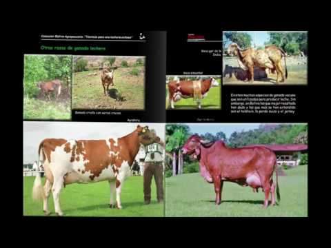 Libro: Lechería Exitosa