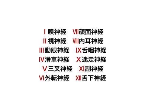 24脳神経覚え方の語呂合わせ 解剖学 Youtube 24脳神経覚え方の語呂合わせ 解剖学 Youtube