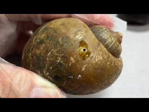 What Happens When You Drill an Apple Snail and Add Water Babies? Crazy Experiment!