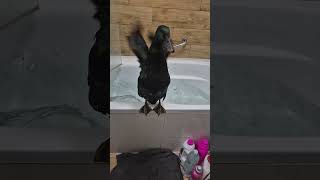 Popisowy wyskok kaczora Jerrego z wanny 😁🦆😂 #kaczor #kaczka #zwierzęta #kaczki #śmieszne #zwierzaki