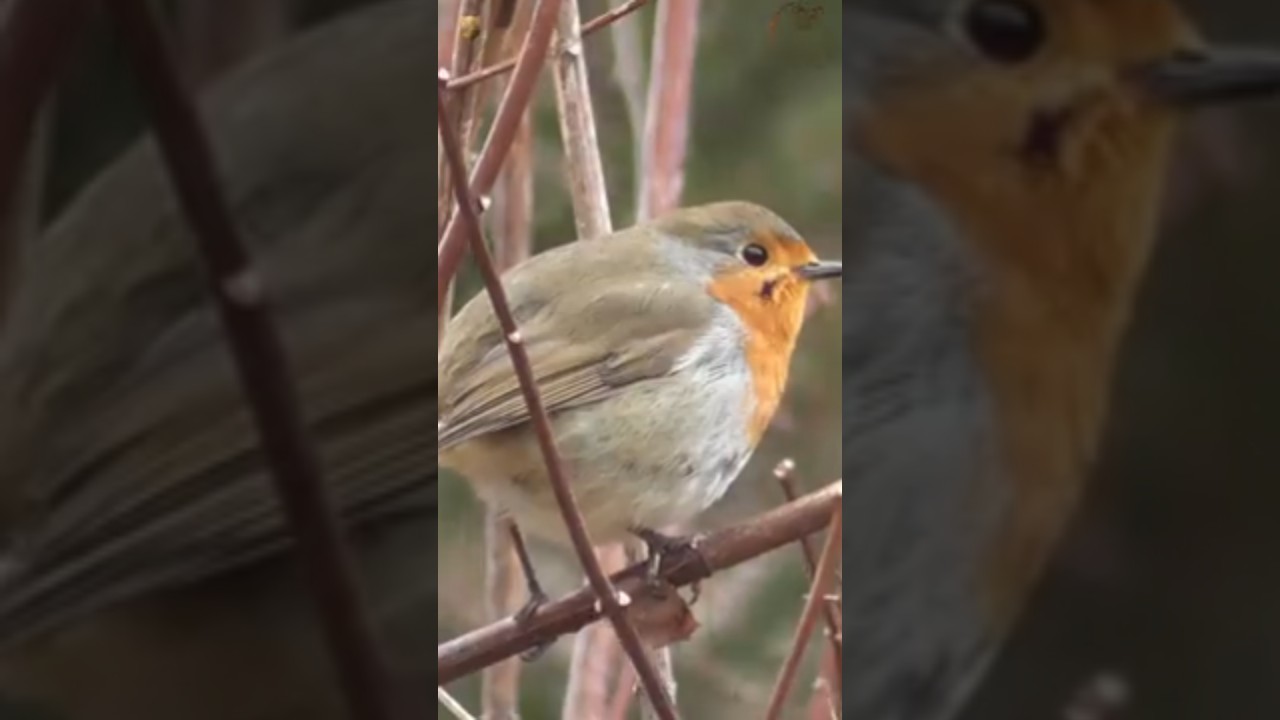 Amazing Birds of Nature 🐦🌿 | Beautiful & Rare Birds 