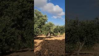 فلسطين Olive tree in the Holy Land palestine
