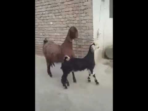 Bee Gees - Stayin? Alive - Goats dancing style