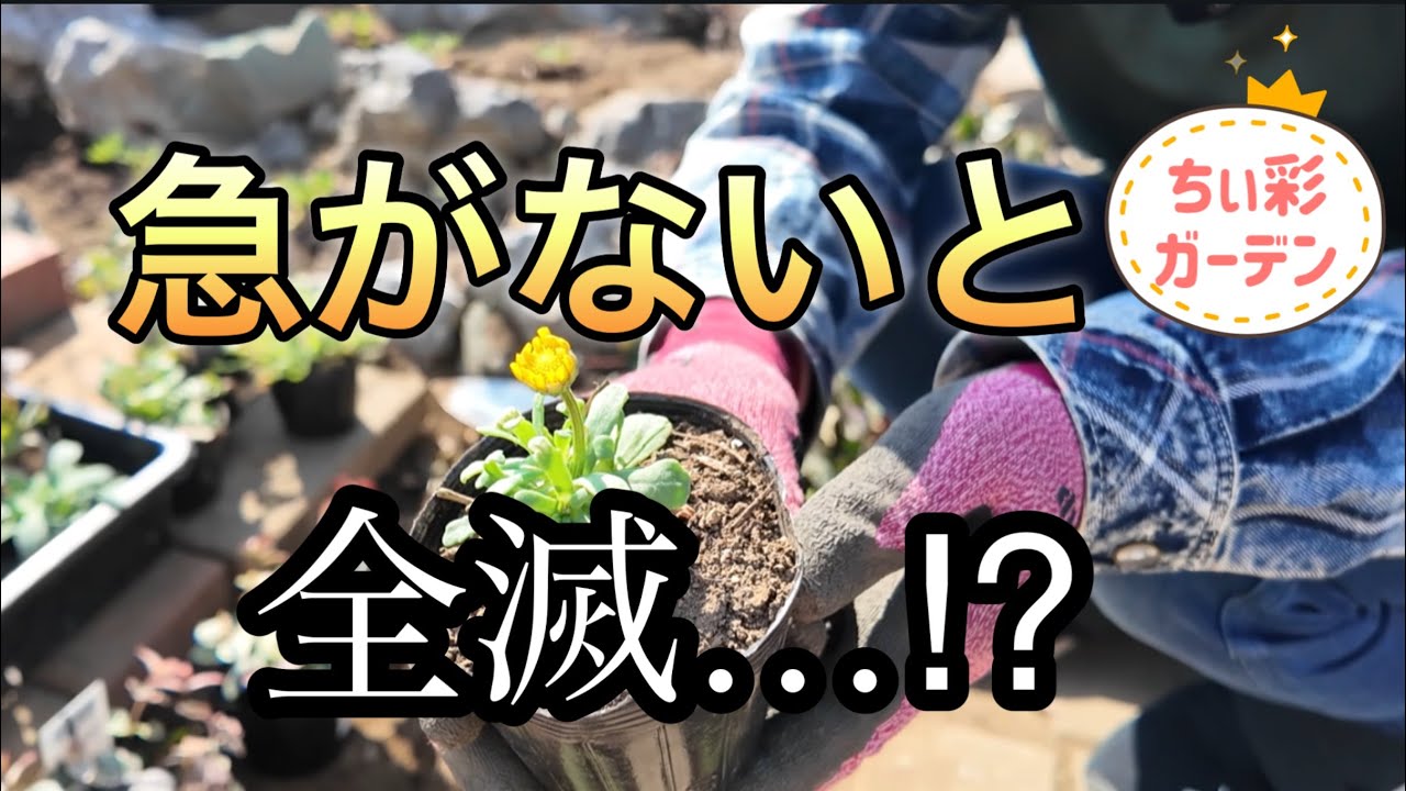 気温差が激しい！弱ってきた苗を慌てて植えつけました