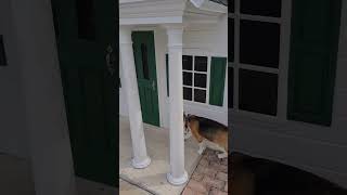 Petition for dogs to be allowed to all parks | Tim the Beagle