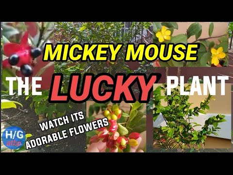 Video: Mickey Mouse Plant Care - Paano Palaguin ang mga Halaman ng Mickey Mouse