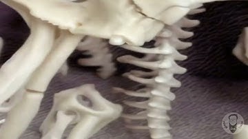 AI GENERATED VIDEO: CARTILOGENOPHOBIA LOOP VIDEO #o2 (STABLE DIFFUSION)