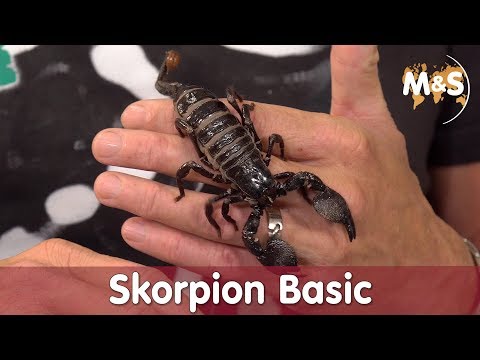 Ist er tödlich? | Pandinus imperator Skorpion Basic | Reptil TV