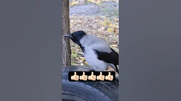 غراب ابيض طيور 