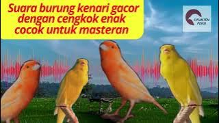 Kenari gacor cengkok enak durasi panjang❗️❗️❗️cocok untuk masteran #masteranmuraibatu #kenarigacor