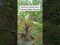 forming branching of the kimeng stem#bonsai #belajarbonsai #art #bonsaikimeng #nature #bonsaitree