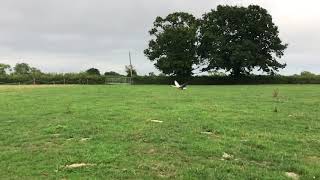 Chinese Goose Flying