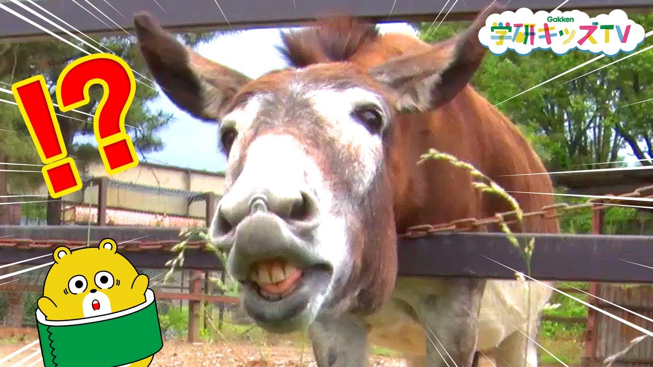 はたらくくるま 動物園におでかけ ライオンに餌やりしてどうぶつたちとふれあい体験 バスに乗って大冒険だ 赤ちゃん 子供向け 知育アニメ 学研キッズtv Youtube
