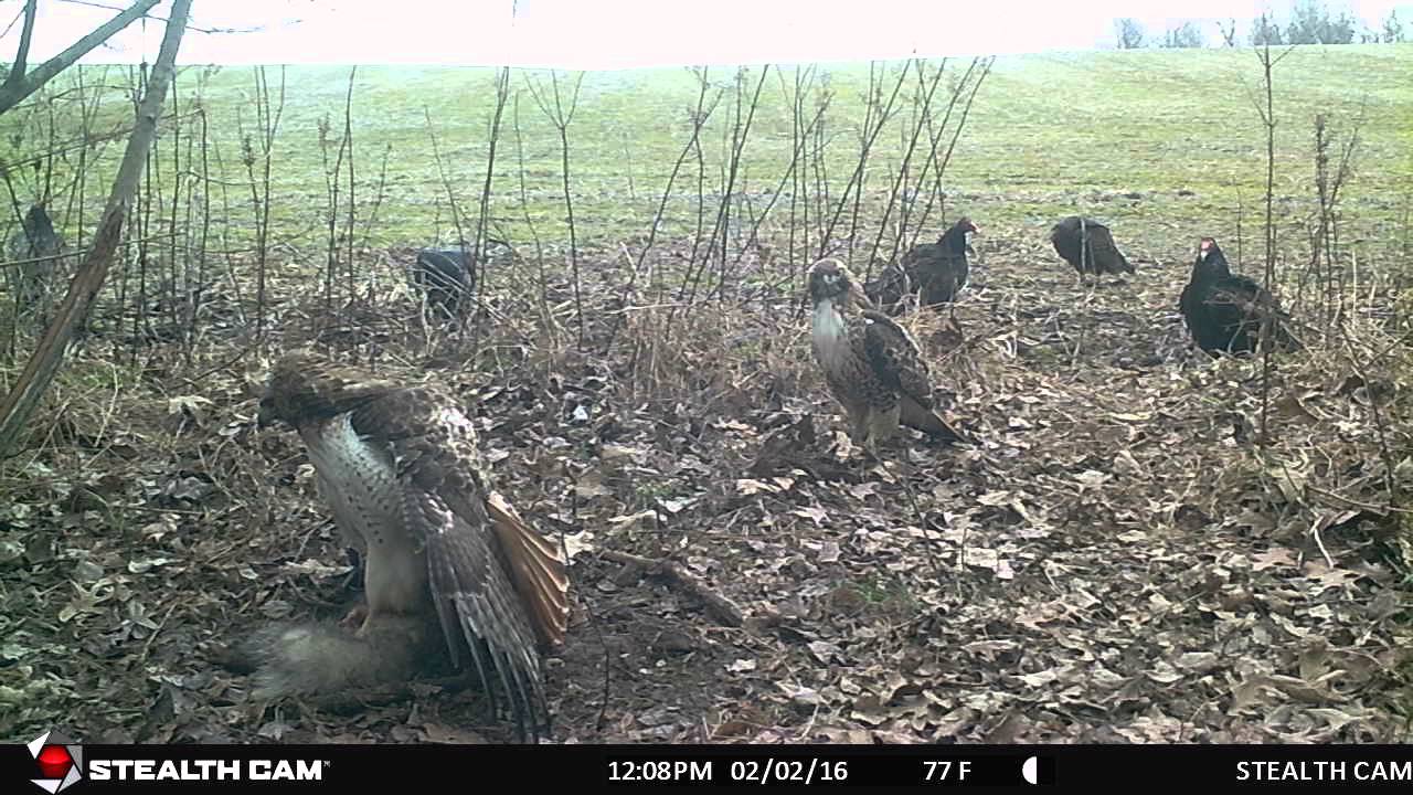 2 Hawks 5 Buzzards Taking Turns YouTube