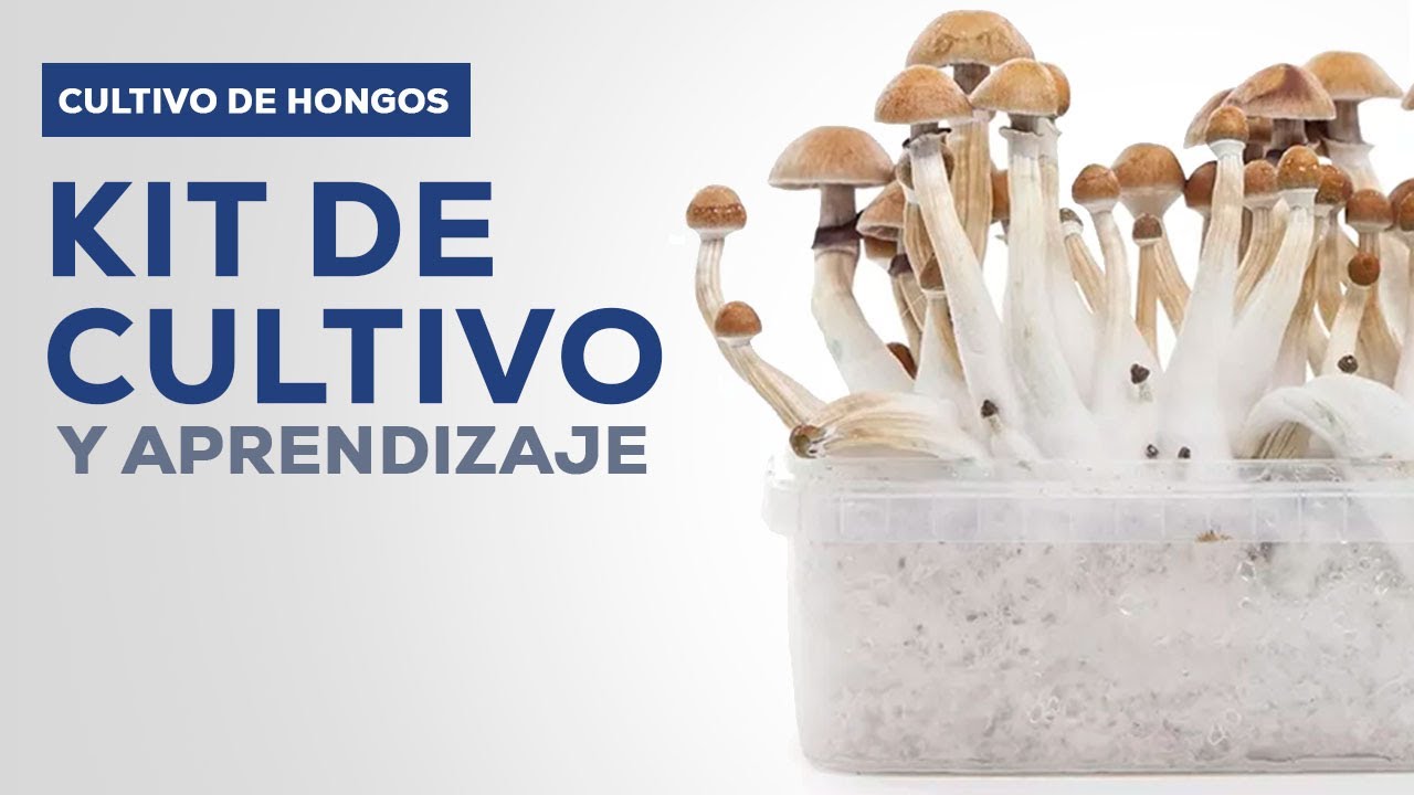 Cultiva Utilizando Nuestro Kit de Cultivo de Hongos | ¡Fácil, Rápido y Divertido! 🍄