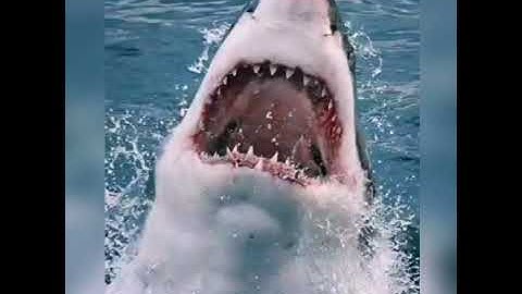 Shark attack #shark#wheel#attack#sea#shorts