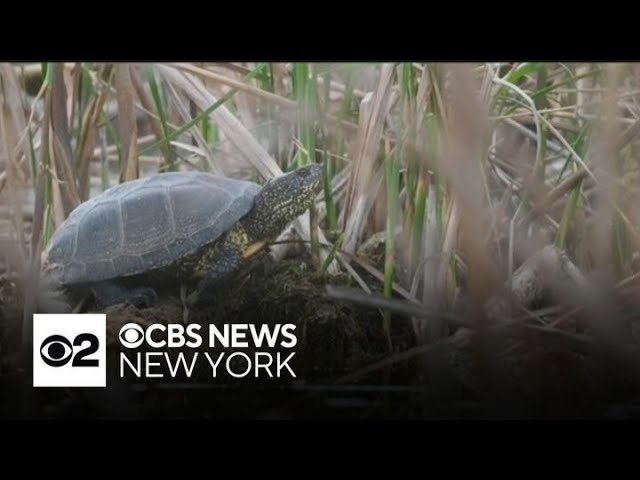 Long Island S Wildlife Populations Impacted By Climate Change